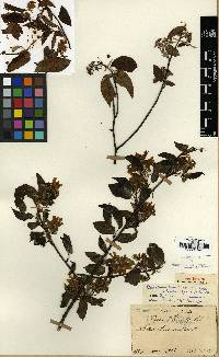 Amelanchier asiatica image