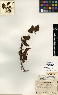 Amelanchier asiatica image