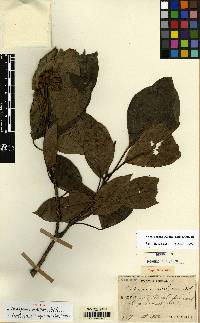 Dendropanax trifidus image