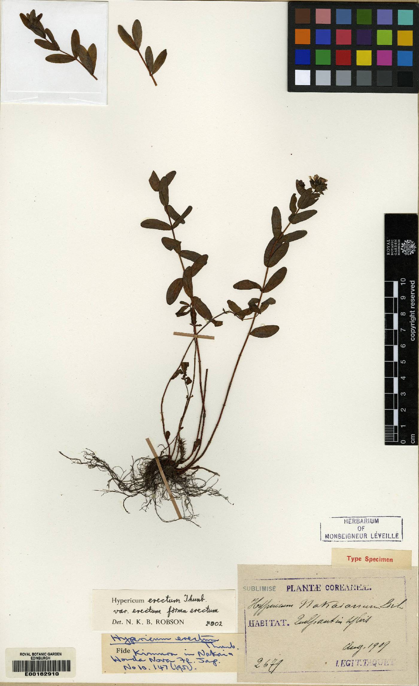 Hypericum erectum image