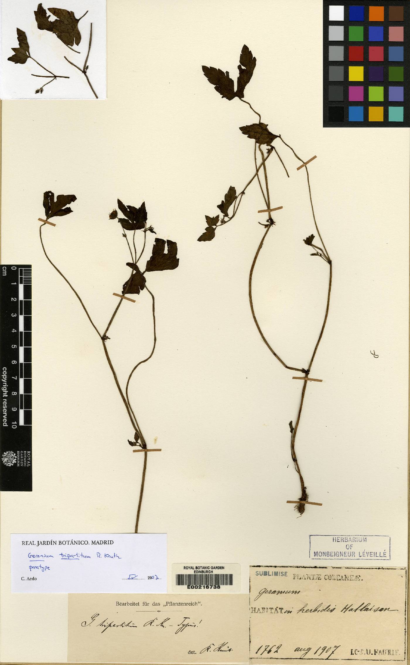 Geranium tripartitum image