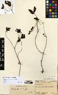 Geranium tripartitum image