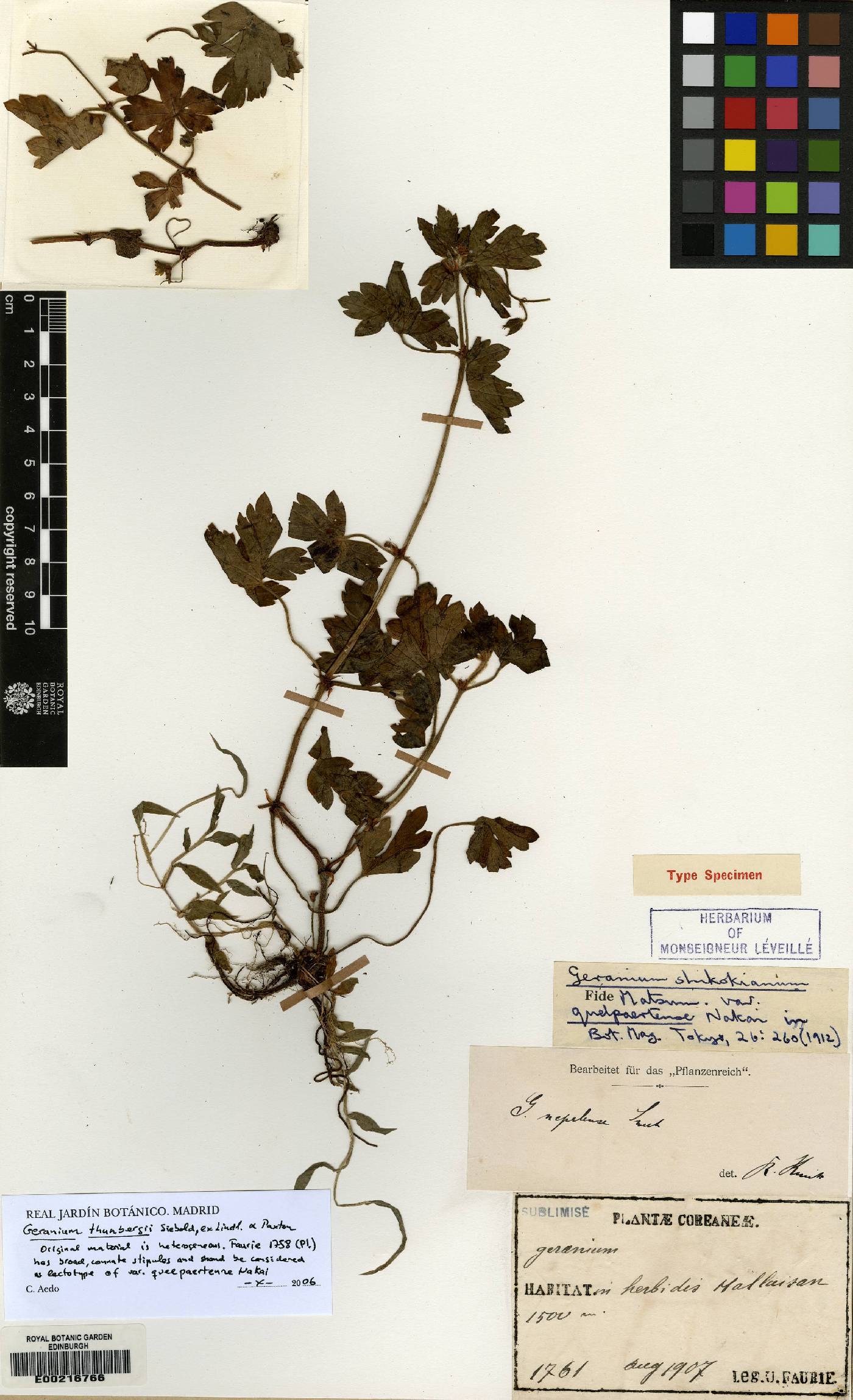 Geranium shikokianum image