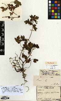 Geranium shikokianum image