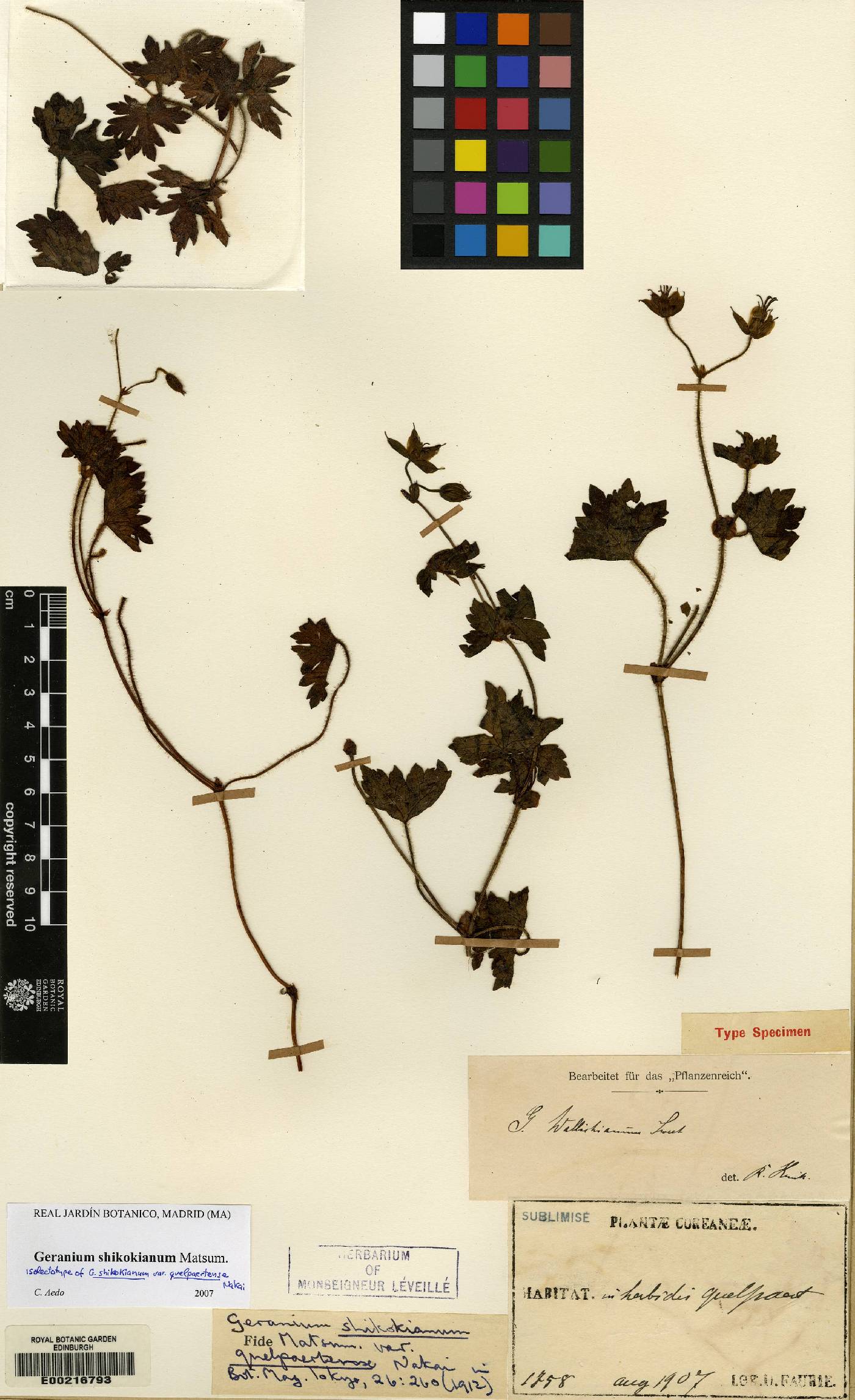 Geranium shikokianum image