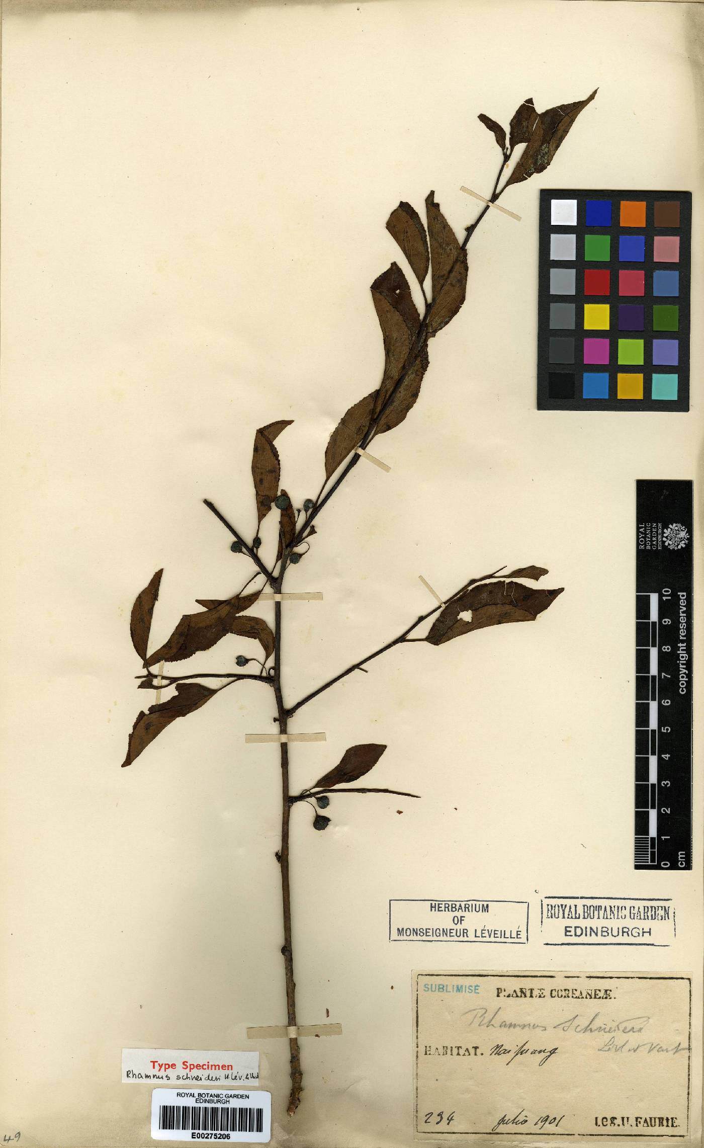 Rhamnus yoshinoi image