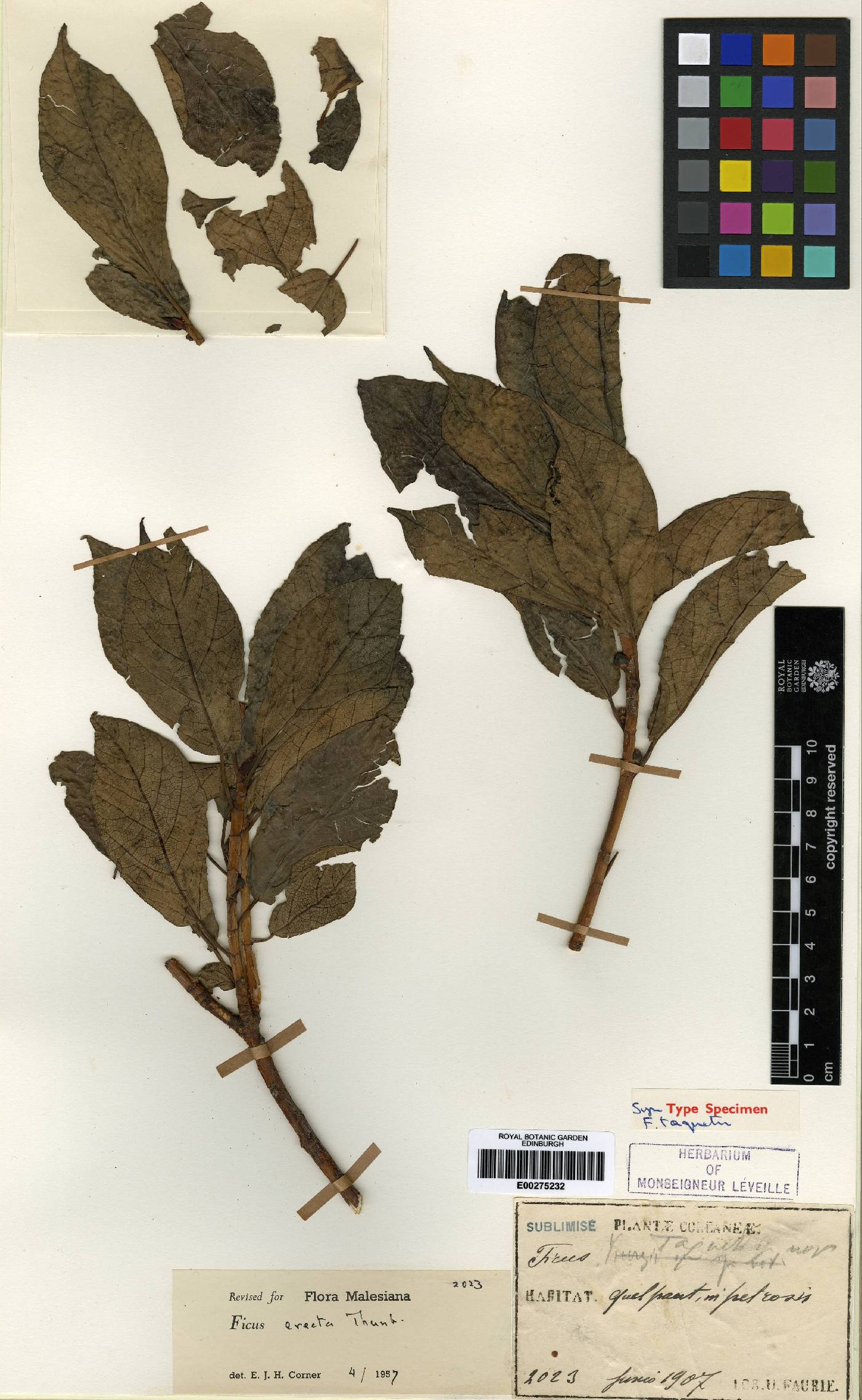 Ficus erecta image