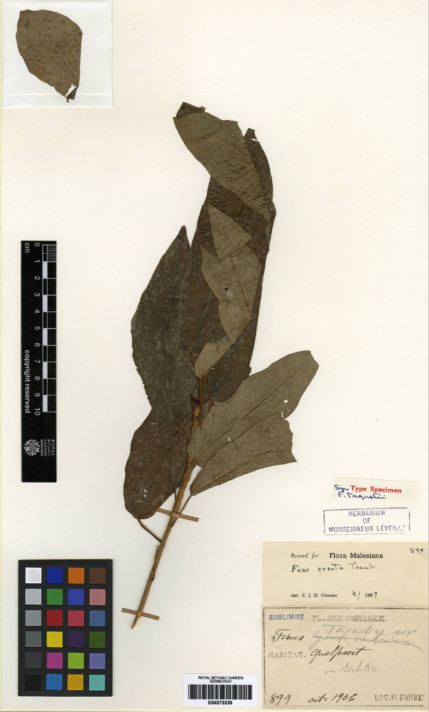 Ficus erecta image