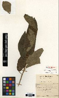 Ficus erecta image