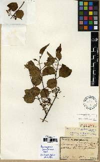 Euonymus maackii image