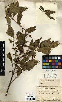 Euonymus maackii image