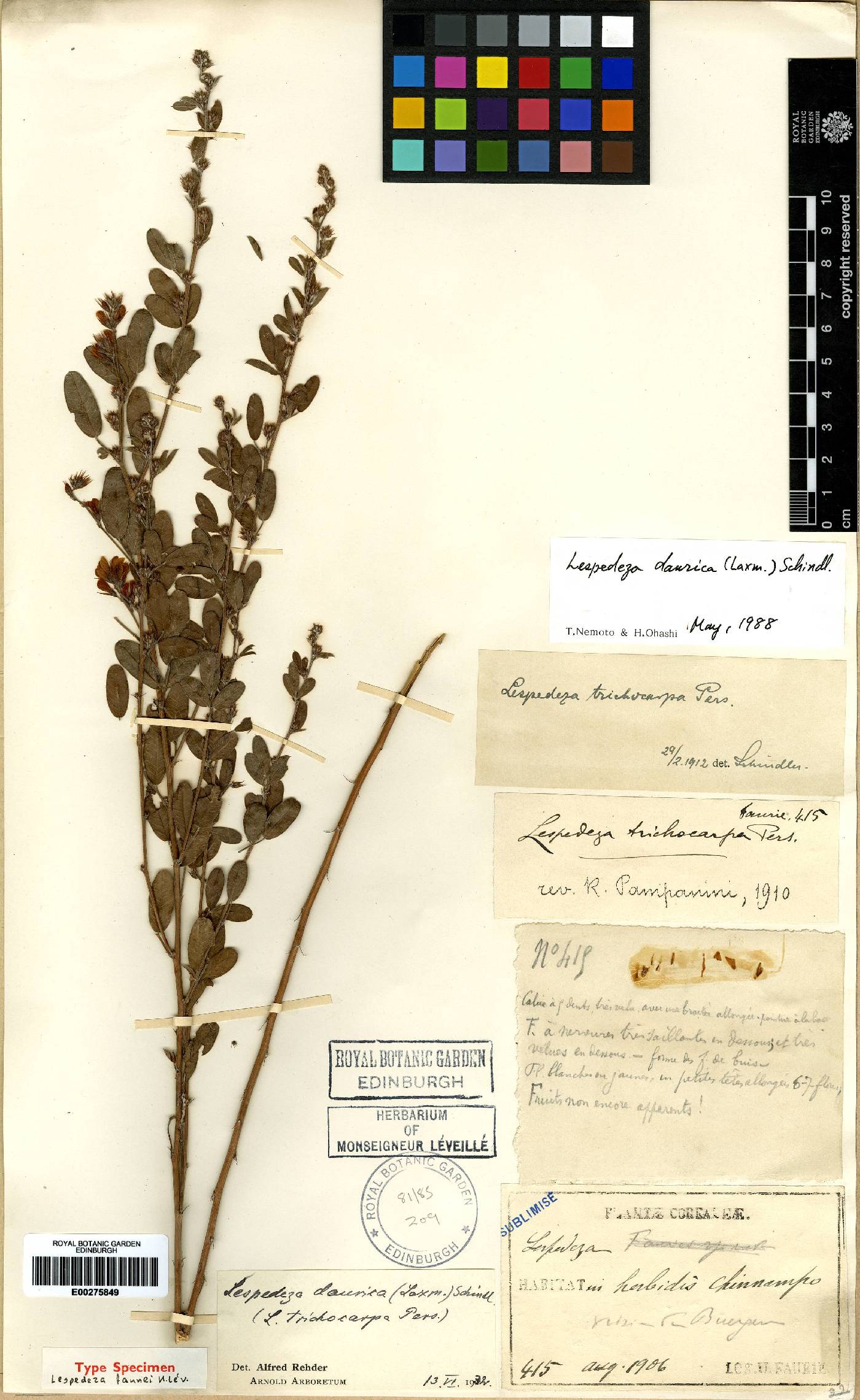 Lespedeza daurica image