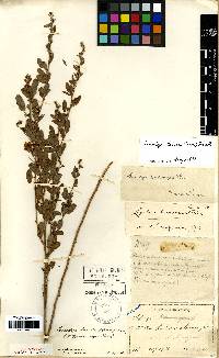 Image of Lespedeza daurica