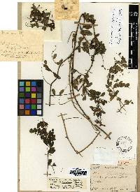 Vicia amurensis image