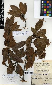 Litsea coreana image