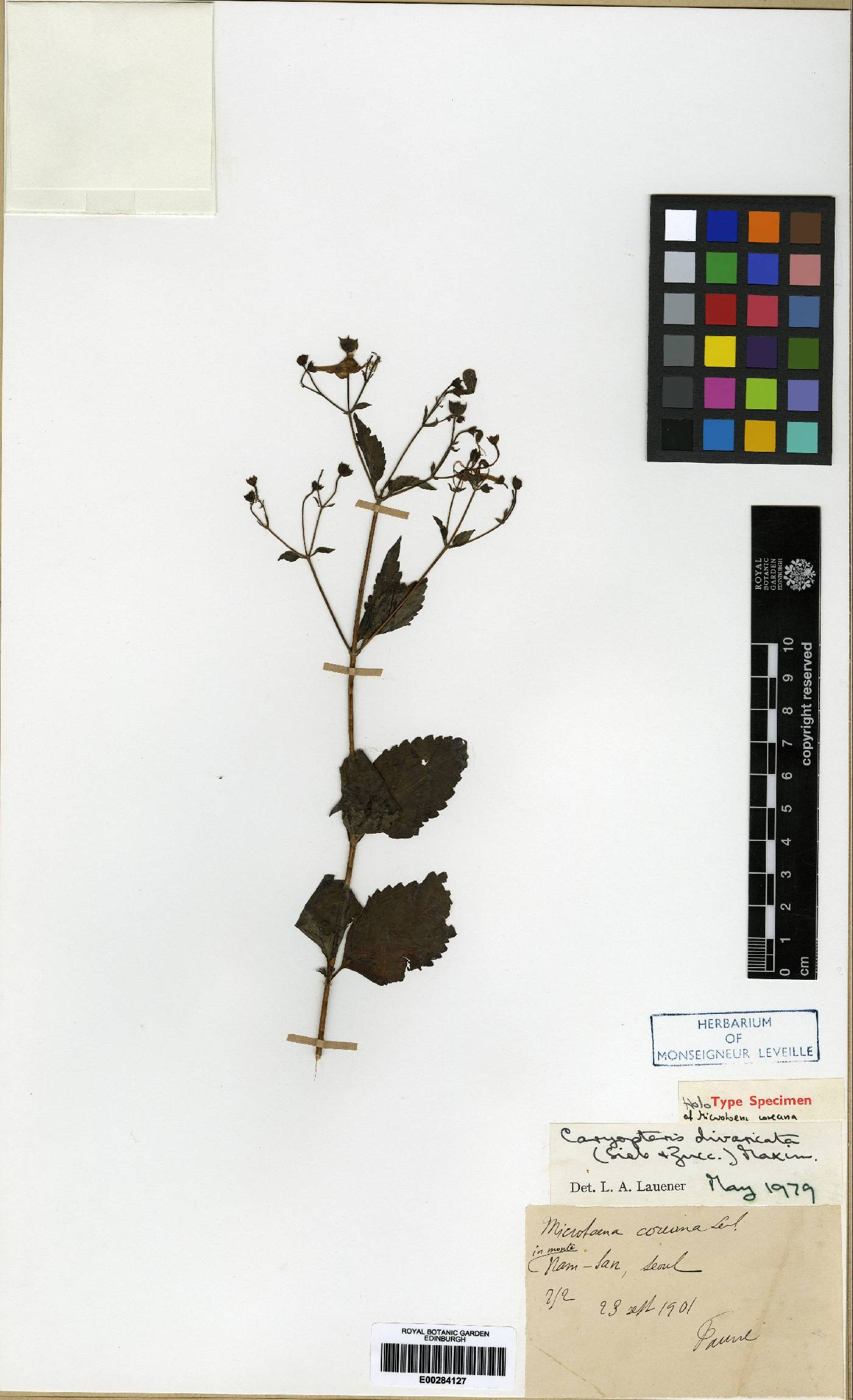 Tripora divaricata image