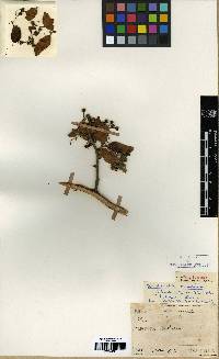 Amelanchier asiatica image