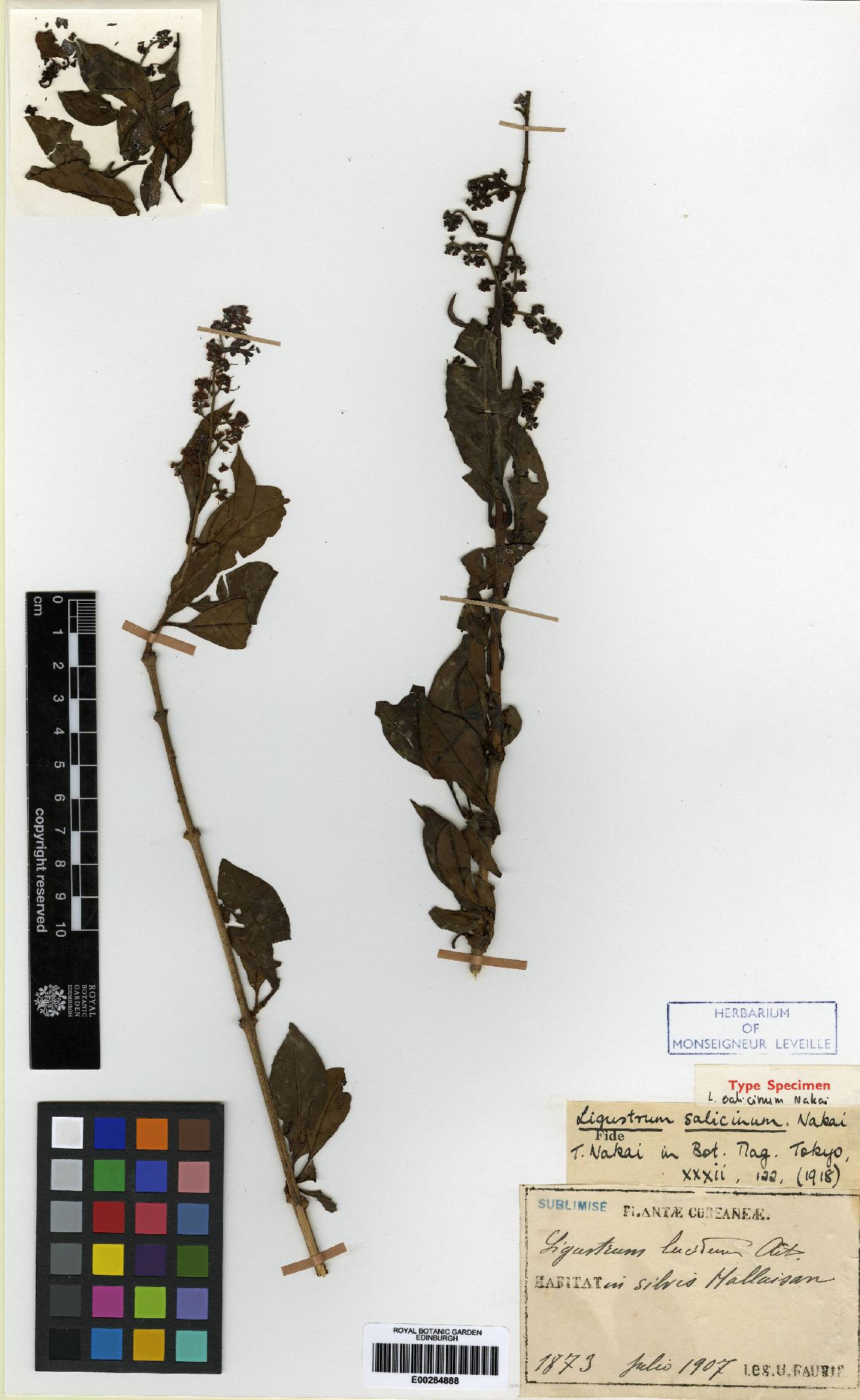 Ligustrum salicinum image