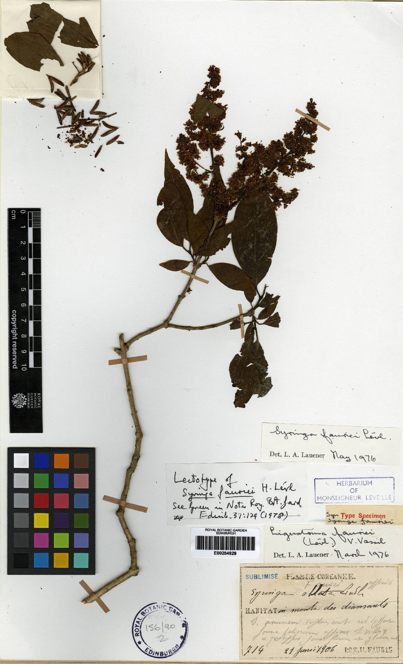 Syringa fauriei image