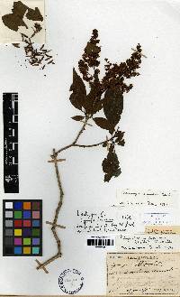Syringa fauriei image