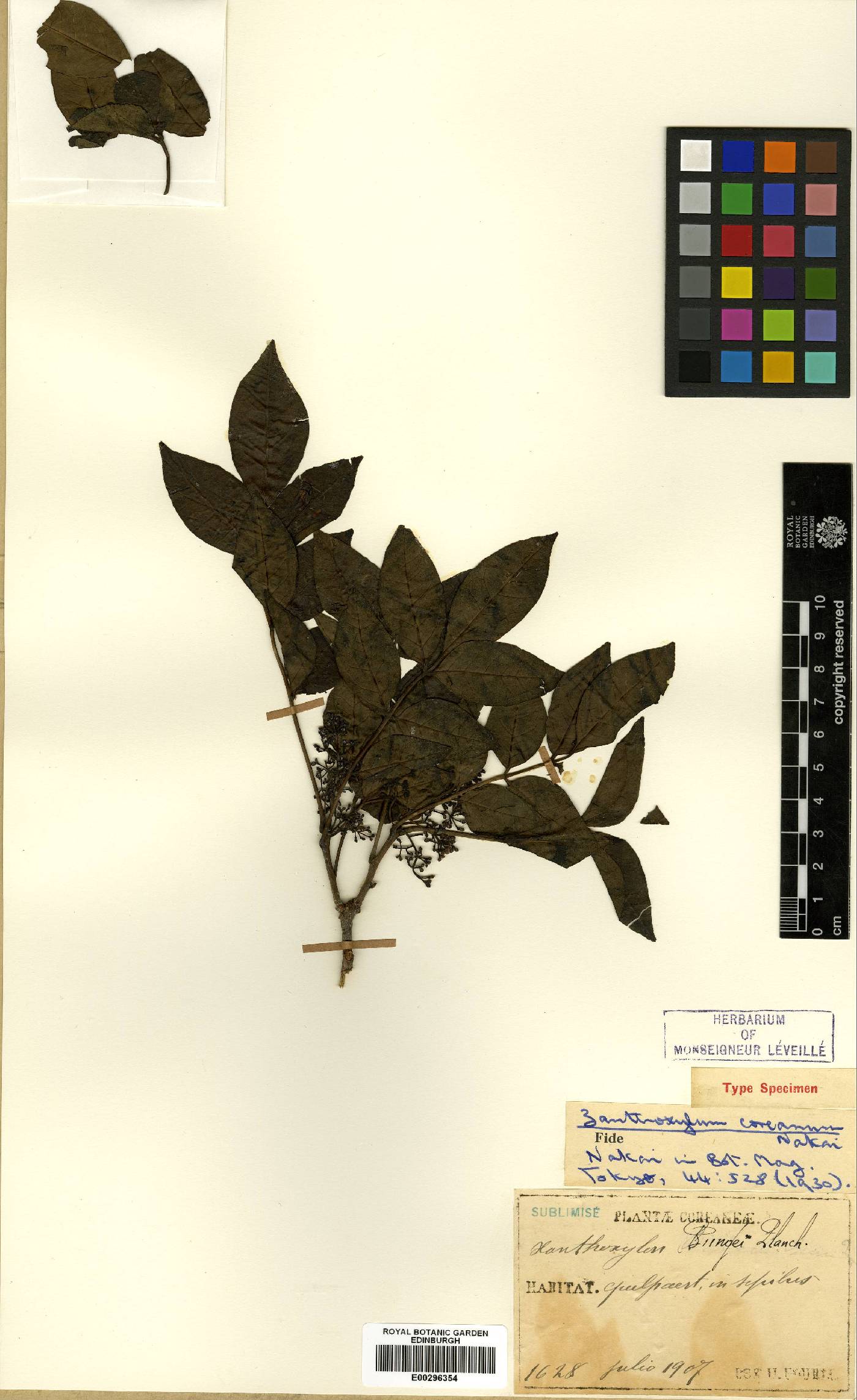 Zanthoxylum simulans image