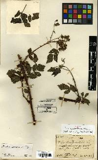 Rubus coreanus image