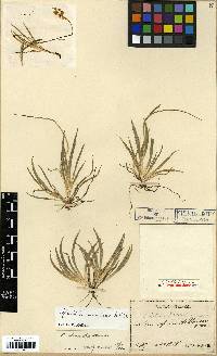 Tofieldia coccinea image