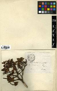 Rhododendron mucronulatum image