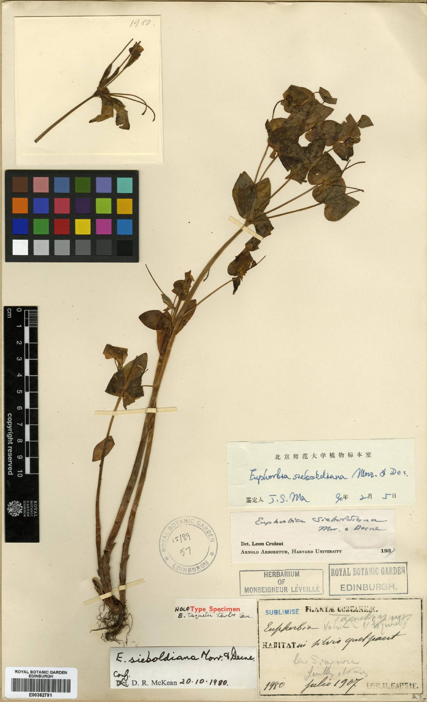 Galarhoeus sieboldianus image