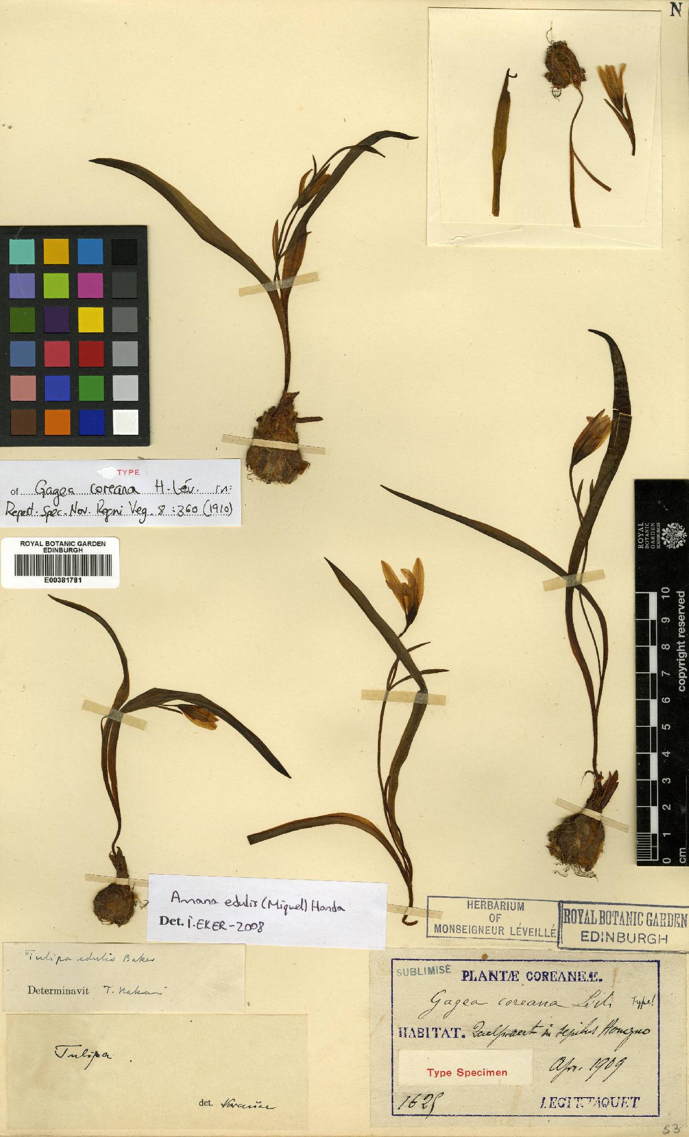 Gagea nakaiana image