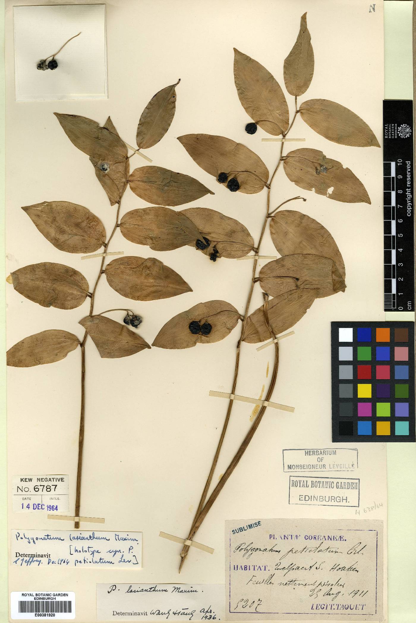 Polygonatum humile image