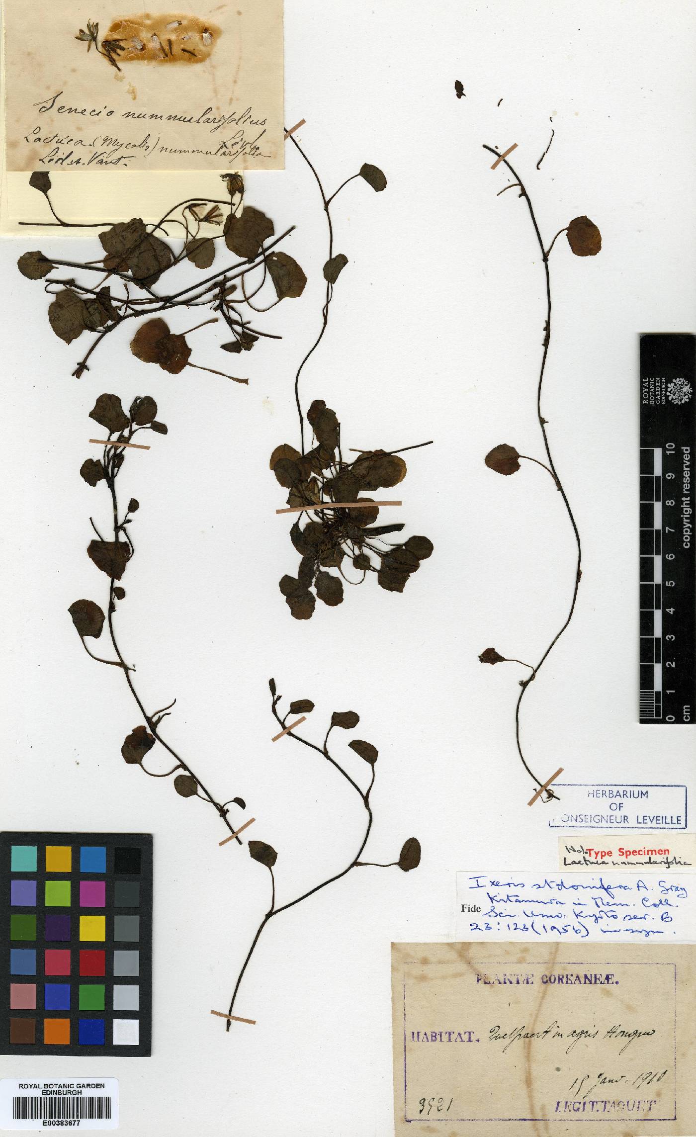 Ixeris stolonifera image