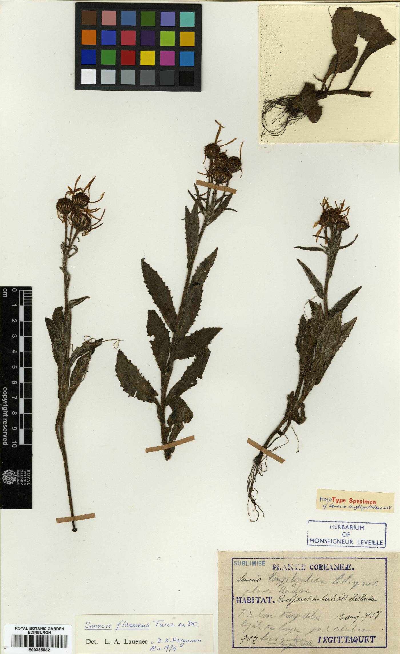 Tephroseris flammea image