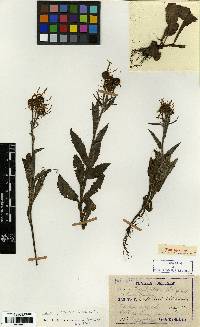 Image of Tephroseris flammea