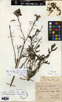 Raphanus raphanistrum subsp. sativus image