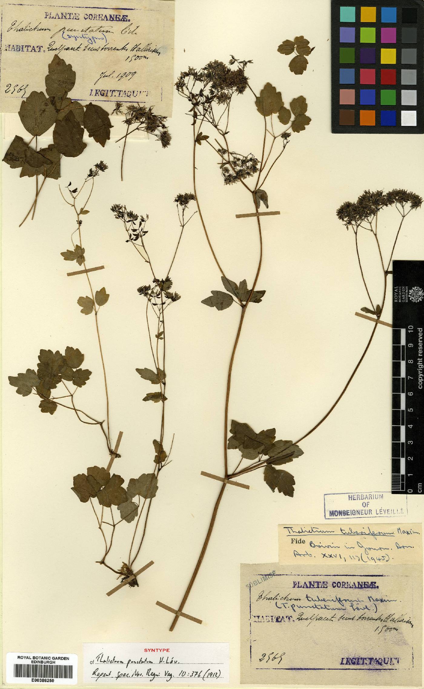 Thalictrum tuberiferum image