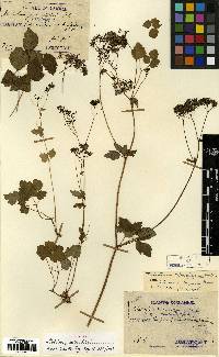 Thalictrum tuberiferum image