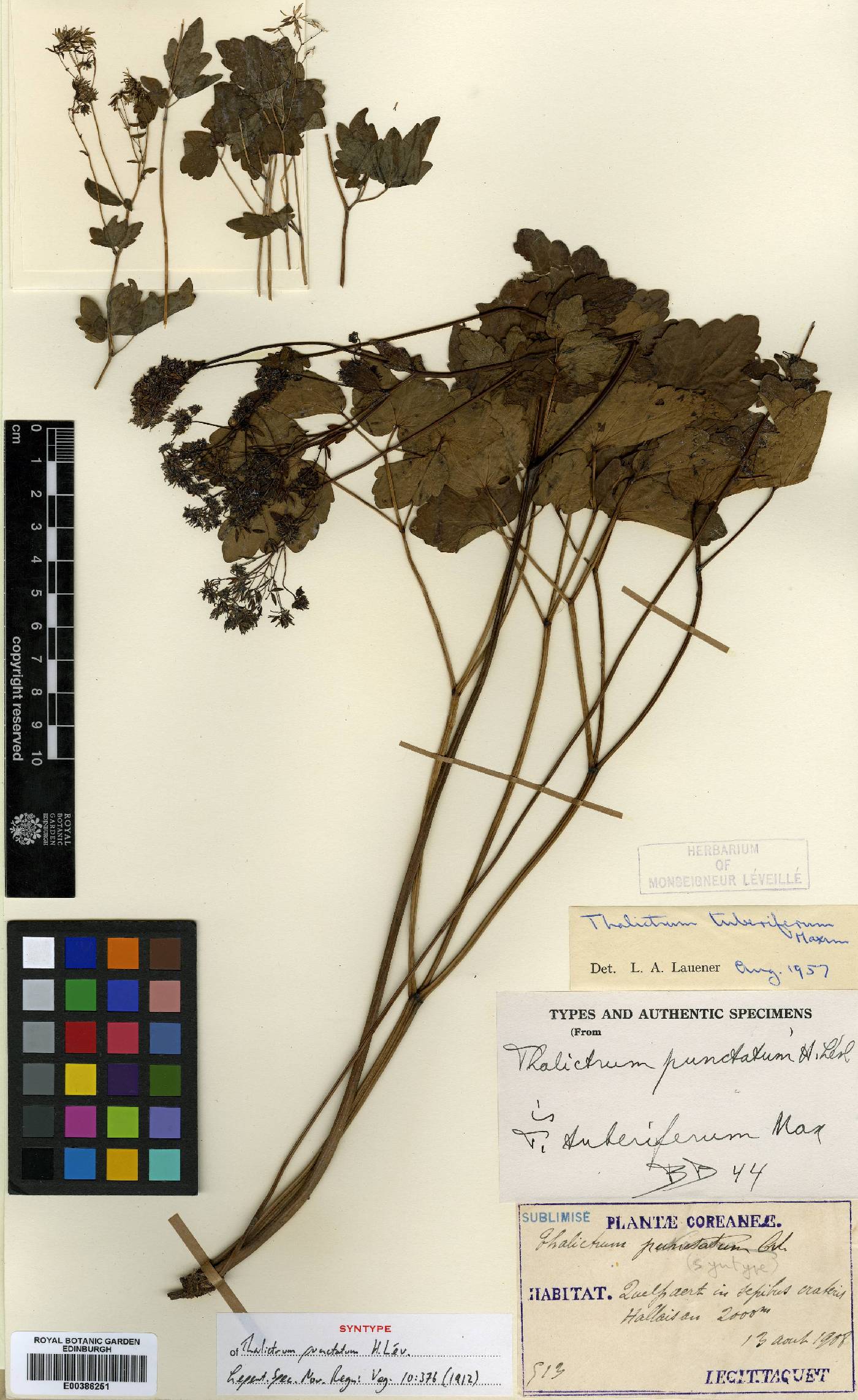 Thalictrum tuberiferum image
