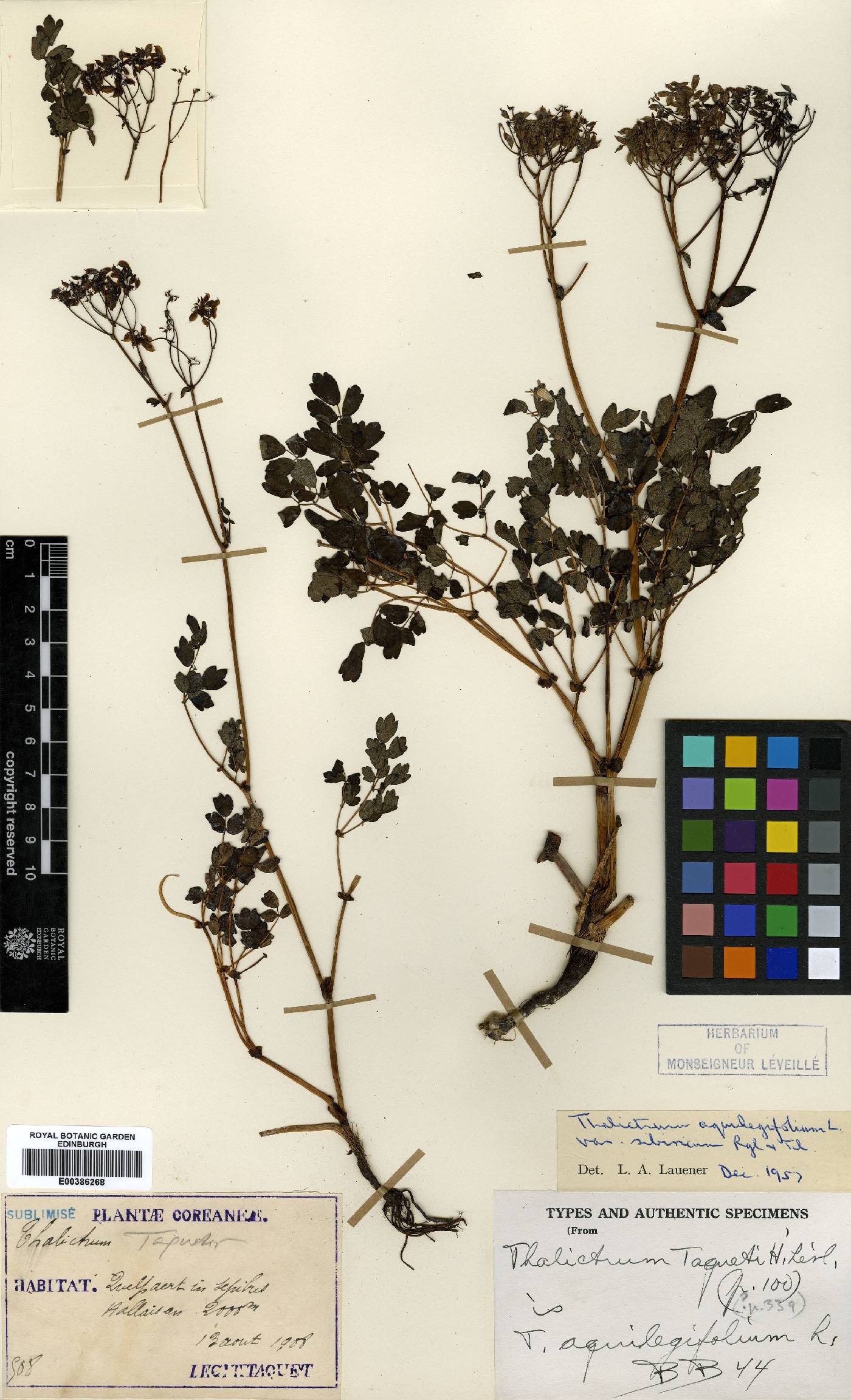 Thalictrum aquilegiifolium var. sibiricum image