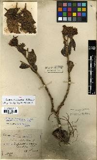 Image of Hylotelephium verticillatum