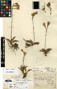 Image of Hosta venusta