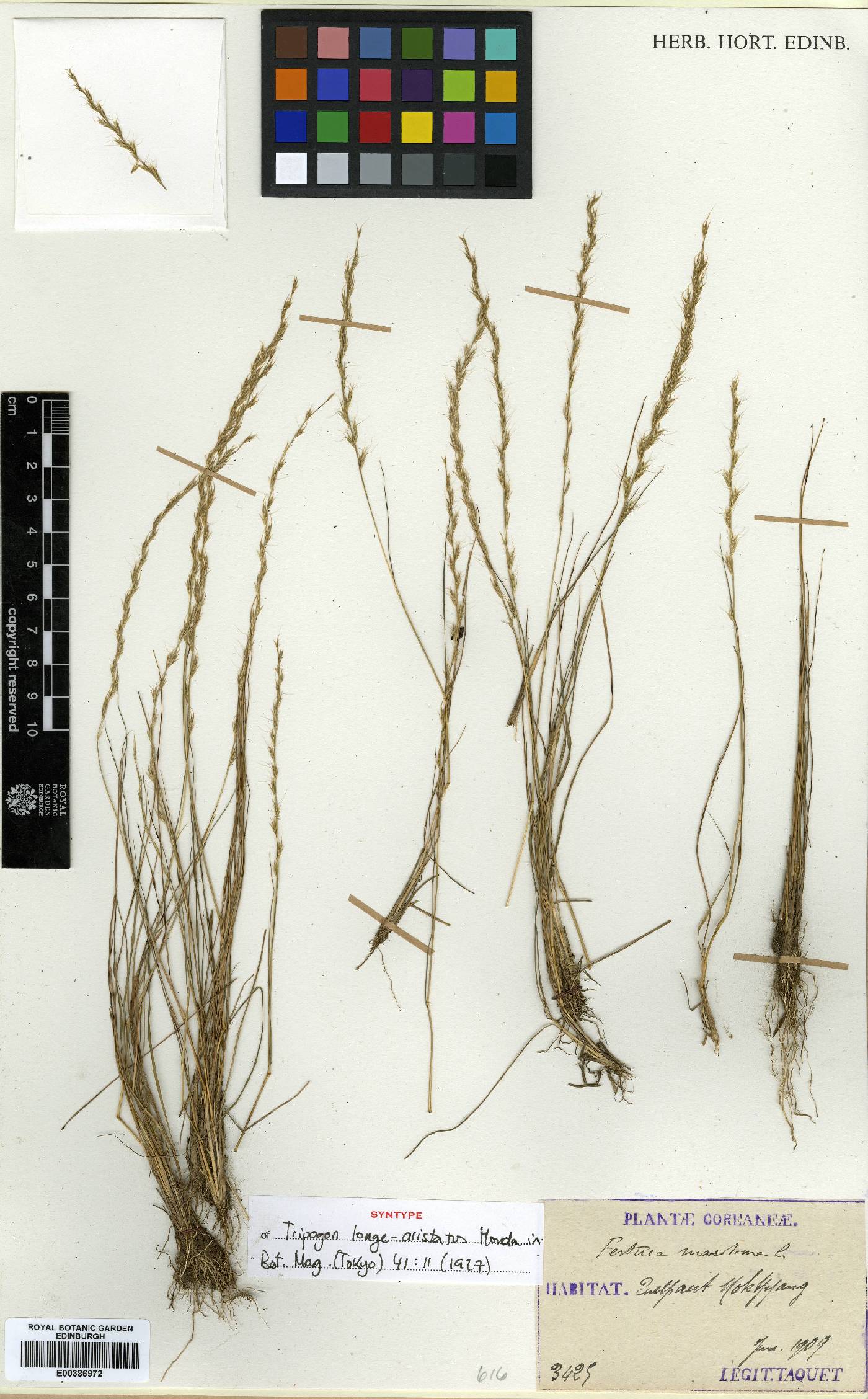 Tripogon longe-aristatus image