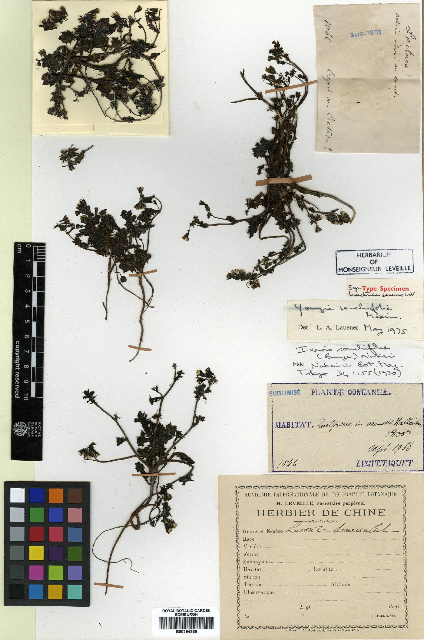 Crepidiastrum chelidoniifolium image