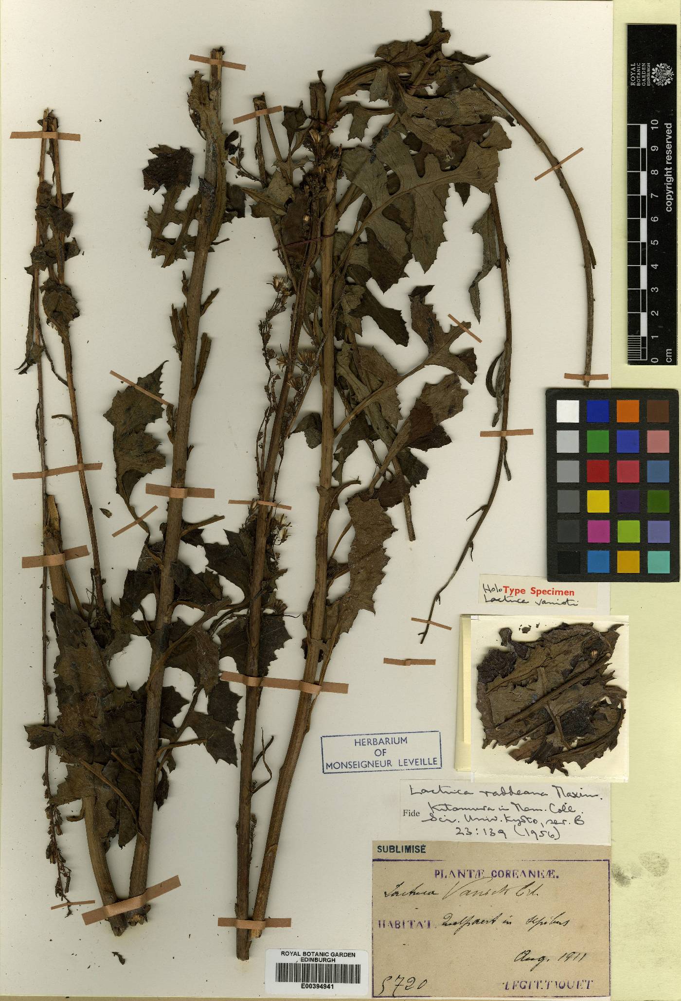 Lactuca raddeana image