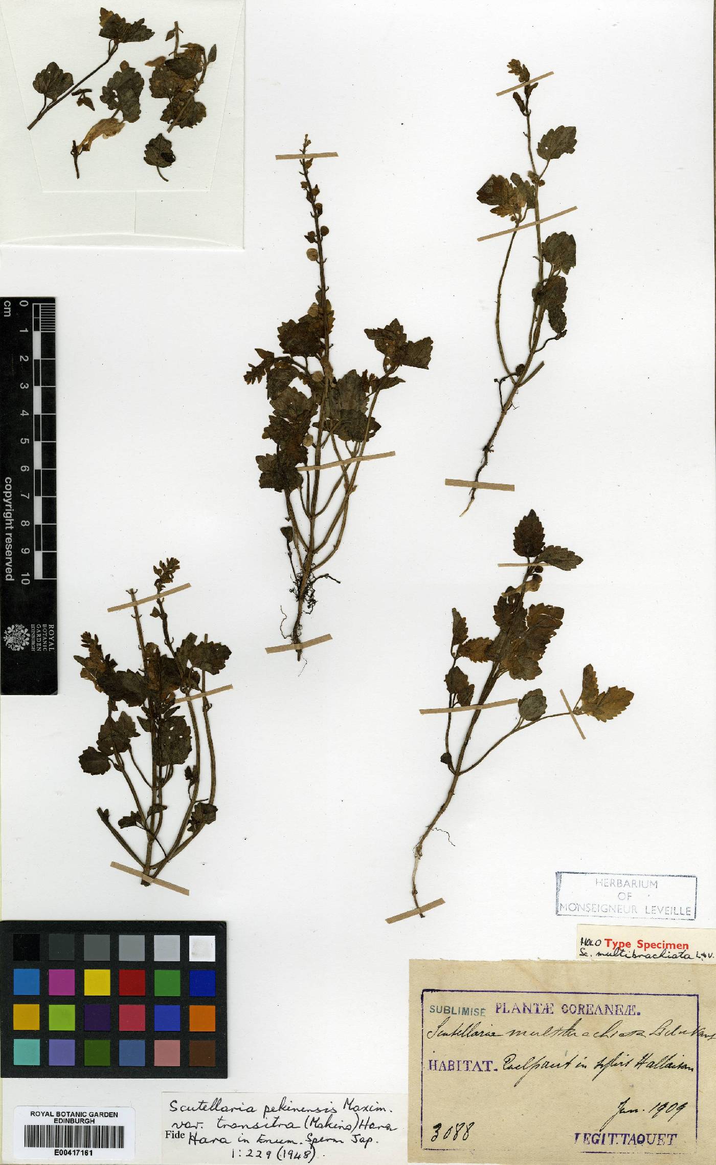 Scutellaria pekinensis image
