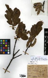 Salix caprea image