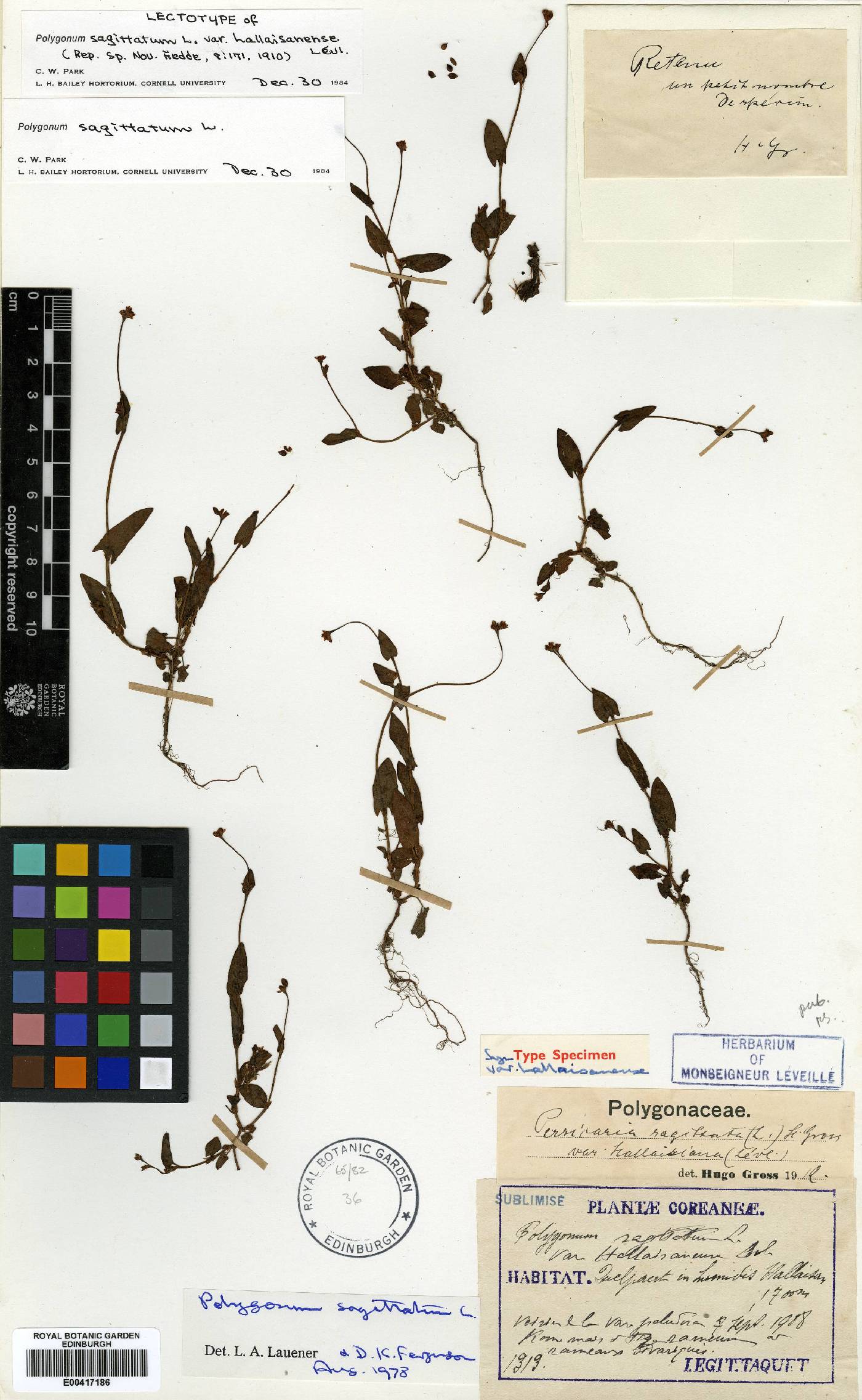 Persicaria sagittata image