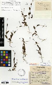 Persicaria sagittata image