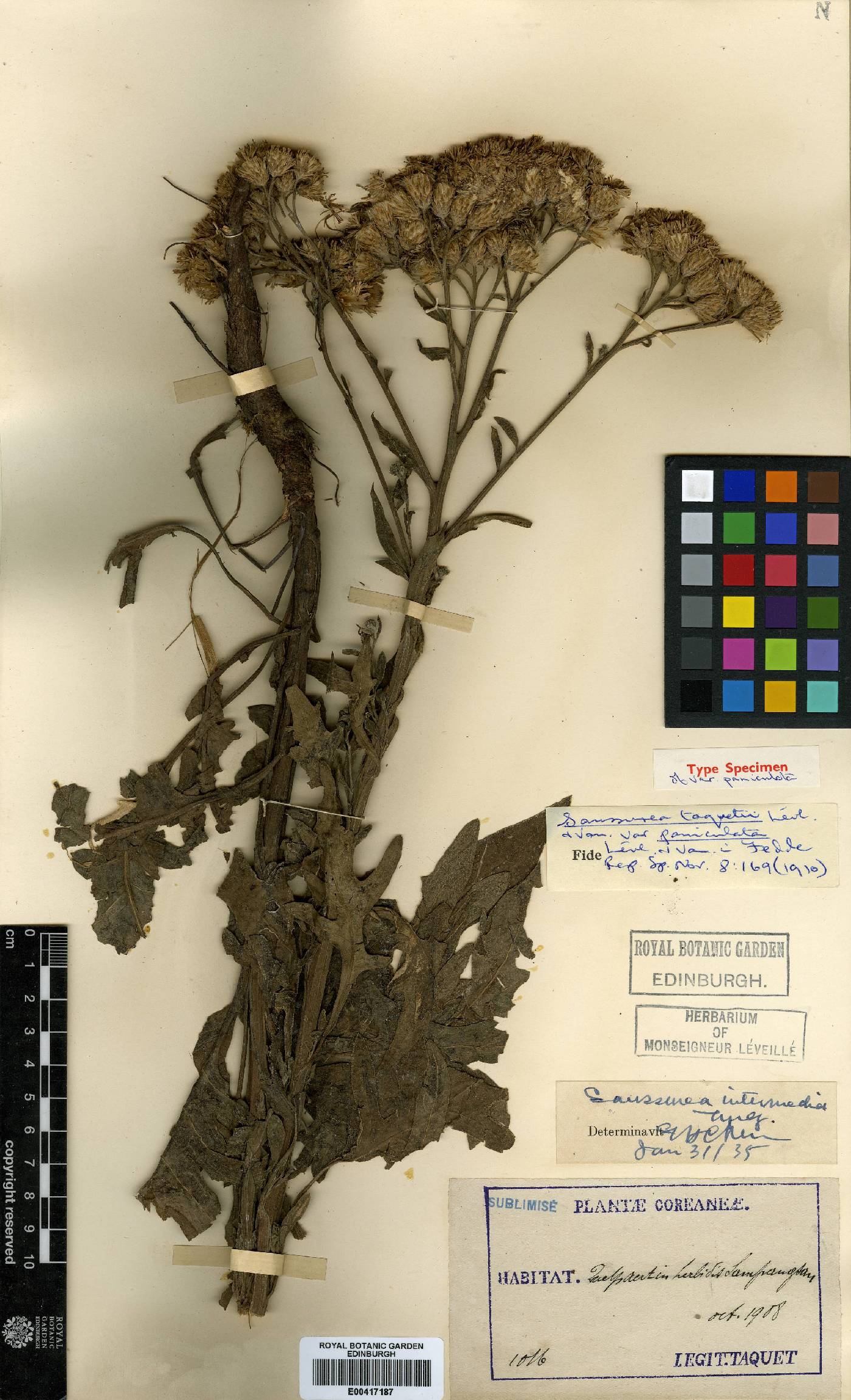 Saussurea japonica image