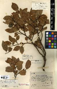 Ficus sarmentosa image